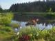 Продаётся агроусадьба  дом на хуторе  обособленный в лесу на берегу реки, рядом озёра, район Голубых Озёр Национального Парка «Нарочанский»